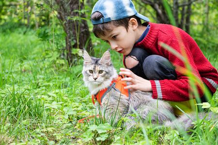 Conspirators - kitten Maine Coon and a small boy walk in a green garden. Cat in harness with a leash. The boy pats the cat on the back. Maine Coon is the best pet.の写真素材