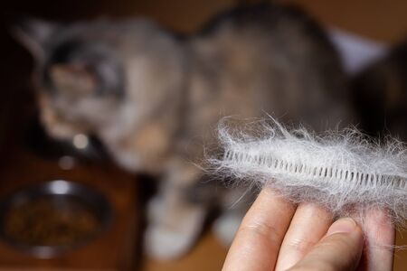 Combed cat hair in hand. Against the background of a Maine Coon cat eating dry food from an iron...