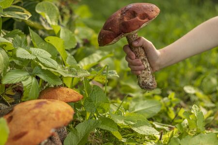 Little girl plucked a big boletus mushroom in the green grass. In a small children hand Leccinum aurantiacum mushroomの写真素材