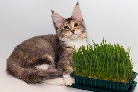 Maine Coon kitten on white background. The green herb is beneficial foods to clean the stomach of the cat.の写真素材