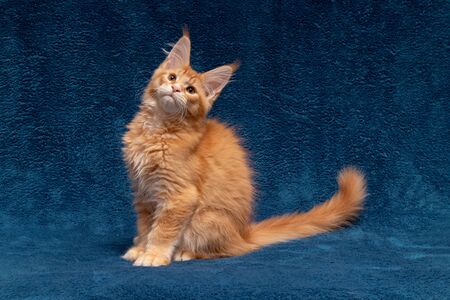 Maine Coon kitten 3 months. Kitten on a background of blue towels. The ginger cat has large brushes and excellent pedigree data. Cat color red ticked tabby D25の写真素材