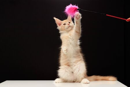 Kitten plays a teaser toy.の写真素材