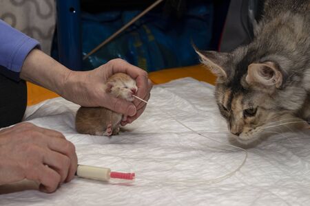 Artificial feeding of a newborn kitten using a gastric tube.