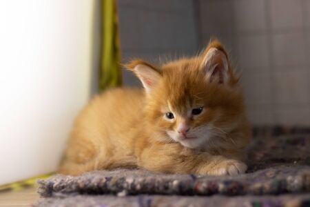 Charming beautiful catの写真素材