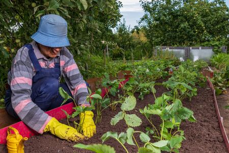 A female gardener plants a strawberry mustache in the ground. The farmer compacts the land around the strawberry seedlings. Growing berries in the country in the villageの写真素材