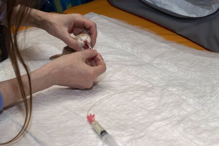 A Maine Coon kitten is fed with a gastric tube. A female cat breeder feeds kittens with milk formula. There is a copy spaceの写真素材