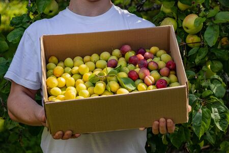 A man is holding a box of plums. New fruit crop. In the garden, apples hang on the branches of trees. Yellow and red plums in a boxの写真素材