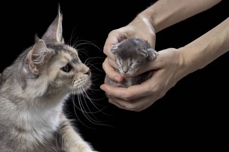 In the hands of a woman, a newborn Maine Coon kitten. An adult mother cat with large seal whiskers. Maine Coon cats on a black background.の写真素材