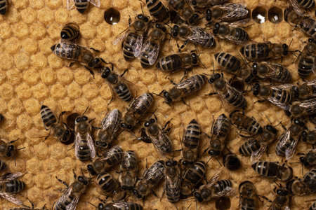 Background of bees on honeycomb with a sealed brood of larvae. Macrophotography of Apis mellifera carnica close-up. Old bee feeds the young one with nectar. Larvae are sealed with wax caps in cellsの写真素材