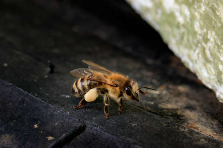 Honey bee brought linden pollen to the hive. Apis mellifera carnica against a dark background at the entrance to the hive. Beautiful macro photo of a European working bee with pollenの写真素材
