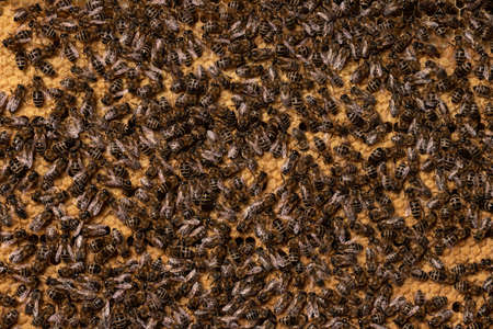 Background of honeycomb with sealed brood and bees. Popular European bee Apis mellifera carnica....