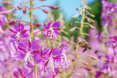 The bee flies to the fireweed flower. The main honey collection in the summer. Bee collects nectar from pink blooming sally flowersの写真素材