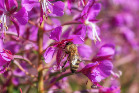 A bee collects nectar from blooming sally crimson flowers. A bee eats on a fireweed flower. Honey collection. Pollen grains of Ivan tea on the leg of an insect. Sunny summer harvest blooming sallyの写真素材