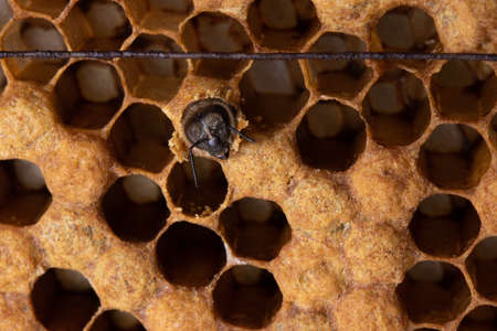 The birth of a honeybee. A bee had chewed through the wax lid of a honeycomb cell. Honeycomb with a brood of Apis melliferaの写真素材