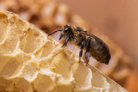 National honey bee day in August. Bee on a honeycomb close up