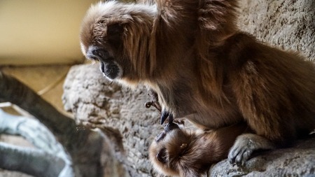 A baby monkey drinking milk from mommy
