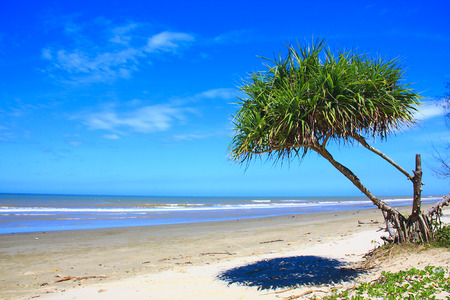 Lonely tree at beautiful beach in Malaysiaの写真素材