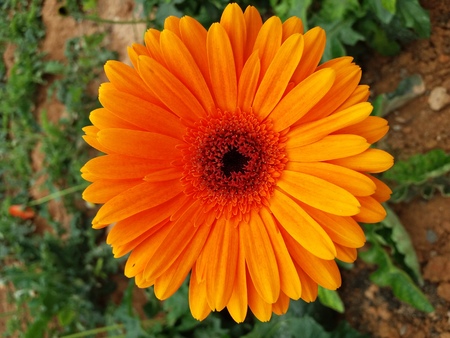 Beautiful flowerの写真素材