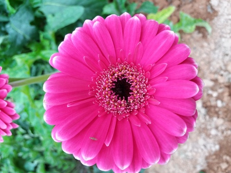 beautiful flowerの写真素材