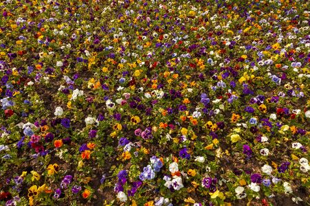 A field covered with a continuous carpet of colorful flowers