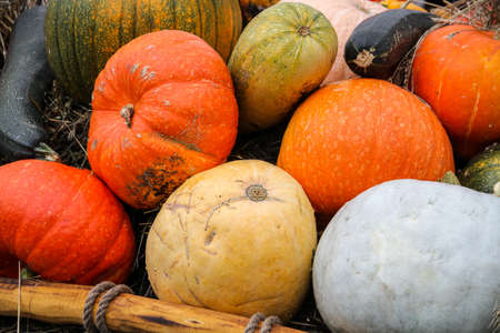 A cart with colorful pumpkins