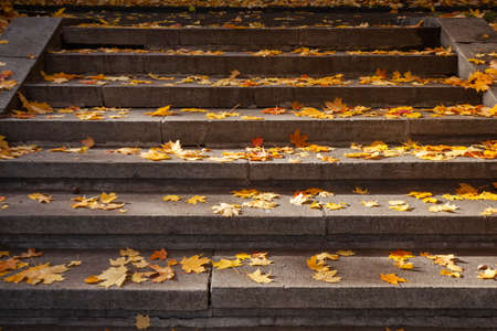 Stone stairs in the park, strewn with fallen autumn maple leaves