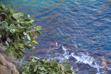 Cactus grows on the rocky seashoreの写真素材