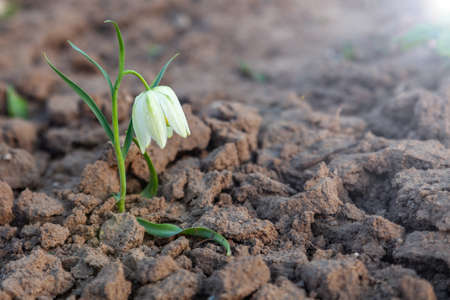 A lonely white snowdrop grows on bare ground