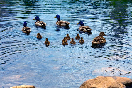 Wild duck with ducklings under the protection of several drakes