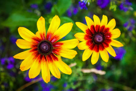 Fresh yellow daisies blooming in the garden close up