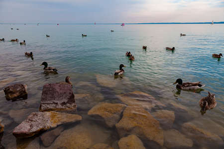 A large number of wild ducks swim in the lake.の写真素材