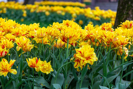 Lush yellow-red tulips grow in rows in the garden.の写真素材