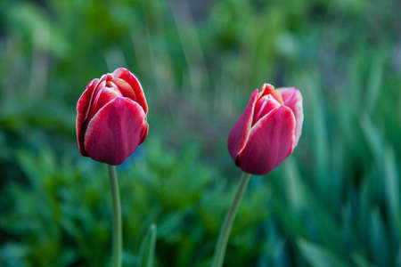 Two dark crimson tulips with terry petals with yellow trim.の写真素材