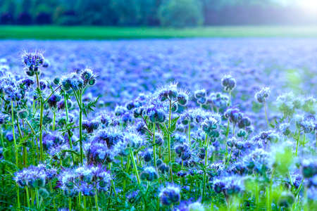 Background image - a field of bright blue flowers, flooded by the rays of the summer sun.