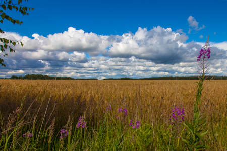 Summer landscape - wheat field against the backdrop of a picturesque sky.の写真素材