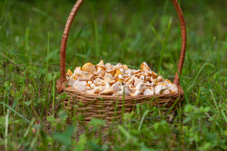 A wicker basket with chanterelle mushrooms stands among the green grass.の写真素材