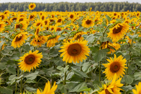 Blooming sunflowers field. The forest is visible in the backgroundの写真素材