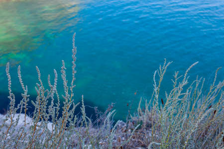 Background image - stems of flowering wormwood against the background of sea water.の写真素材