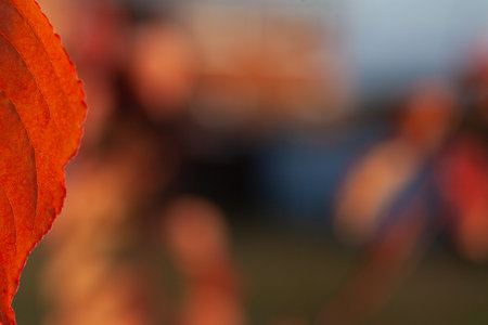 Orange autumn leaf on a blurred colorful background. Shallow depth of field.