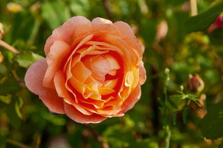 A large rosebud of perfect shape on a blurred background.の写真素材
