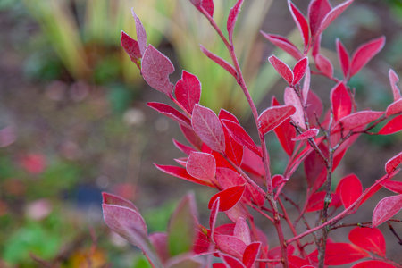 Frost-covered red garden blueberry leaves on a blurred background.の写真素材