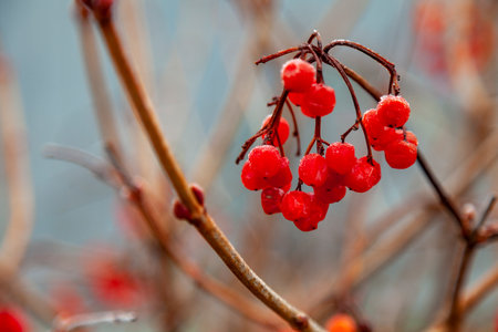 Frozen red viburnum berries on a semi-blurred background.の写真素材