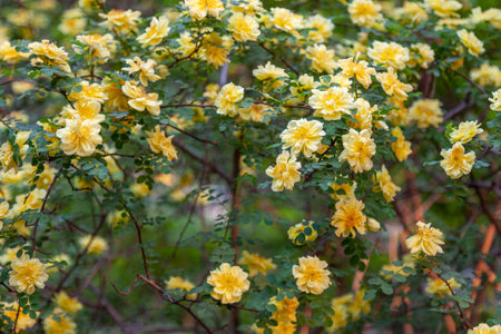 Bushy rose covered with bright yellow flowers.の写真素材
