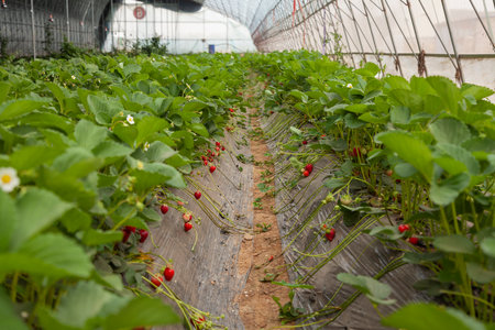 Long beds of garden strawberries in a greenhouse.の写真素材