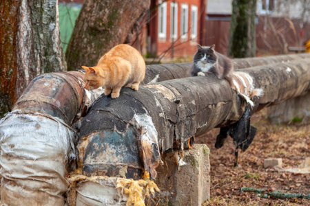 Two stray cats sitting on an old heating pipe outdoors.の写真素材