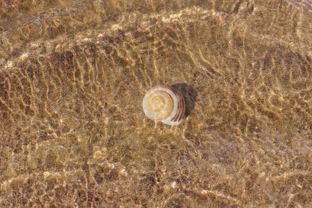 shell under water at sandy bottom