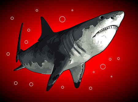 white shark watching prey vector templateのイラスト素材