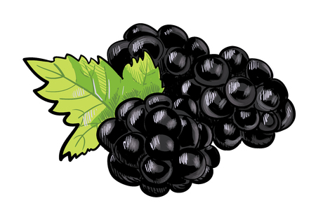 handdrawn blackberry, three black berriesのイラスト素材