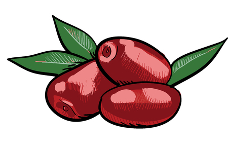 Three red dogwoods, dog-treeのイラスト素材