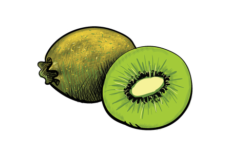 Green fresh handdrawn kiwi and a half of kiwiのイラスト素材